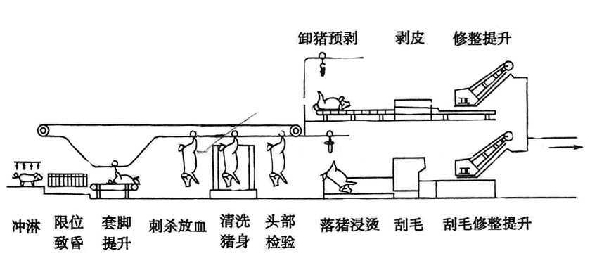 生豬屠宰加工工藝流程介紹